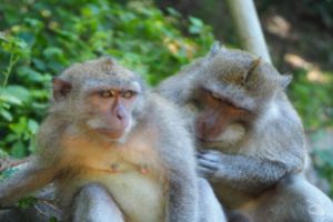 BALI – FIN DE AÑO Foto 2