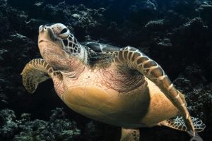 SIPADAN – JUNIO