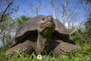 GALÁPAGOS OCT II - 2026