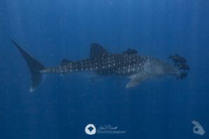 GALÁPAGOS OCT I - 2026