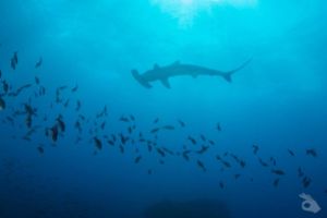 GALÁPAGOS OCT I - 2026 Foto 7