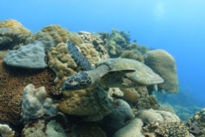 MADAGASCAR – SEPTIEMBRE Foto 4