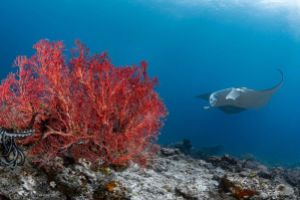 RAJA AMPAT – MARZO II 2027