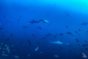 MALPELO - DIC Foto 8