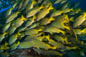 MALPELO - DIC Foto 6