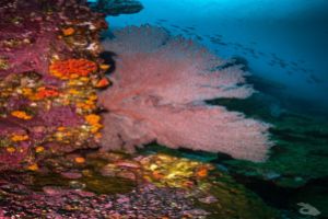 MALPELO - DIC Foto 4