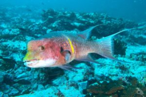 MALPELO - DIC Foto 7