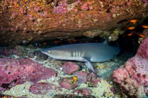 MALPELO - DIC Foto 5