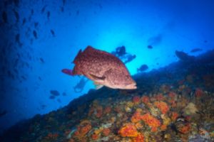 MALPELO - DIC Foto 9