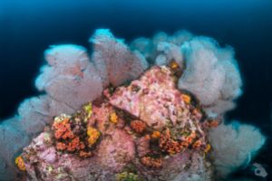 MALPELO - DIC Foto 10