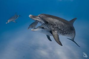 BAHAMAS – BIMINI Foto 3
