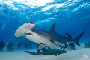 BAHAMAS – BIMINI