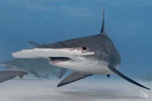 BAHAMAS – BIMINI Foto 6