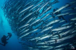 SIPADAN – OCTUBRE Foto 6
