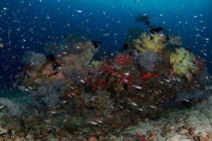 TRITON BAY Foto 7