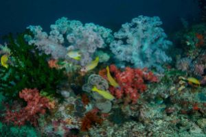 TRITON BAY Foto 3