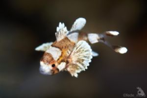 TRITON BAY Foto 4