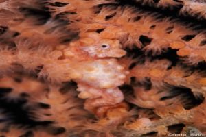 TRITON BAY Foto 6