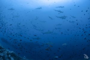 GALÁPAGOS –  DICIEMBRE Foto 9