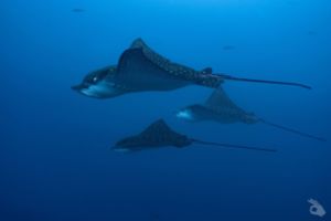GALÁPAGOS –  DICIEMBRE Foto 8