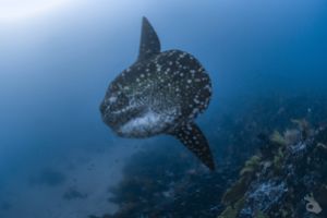 GALÁPAGOS –  DICIEMBRE Foto 7