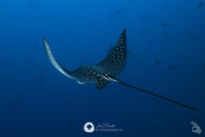 GALÁPAGOS –  DICIEMBRE Foto 4
