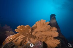 GALÁPAGOS –  DICIEMBRE Foto 5