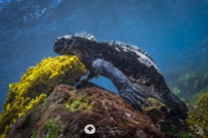 GALÁPAGOS –  DICIEMBRE Foto 6