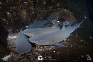 REVILLAGIGEDO – 2028 Foto 6