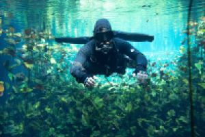 Devocean Divers Mexico  Foto 10