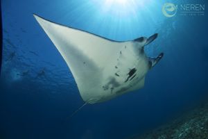 MANTA POINT/MAKASSAR REEF, KOMODO NATIONAL PARK - East Nusa Tenggara Pelabuhan KP 3, Labuan Bajo, West Manggarai Regency, East Nusa Tenggara, Indonesia Indonesia foto 1