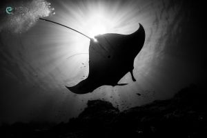 MANTA POINT/MAKASSAR REEF, KOMODO NATIONAL PARK - East Nusa Tenggara Pelabuhan KP 3, Labuan Bajo, West Manggarai Regency, East Nusa Tenggara, Indonesia Indonesia foto 2