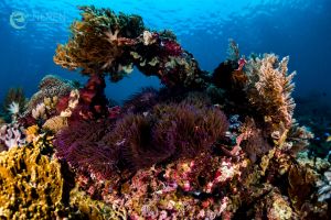 MANTA POINT/MAKASSAR REEF, KOMODO NATIONAL PARK - East Nusa Tenggara Pelabuhan KP 3, Labuan Bajo, West Manggarai Regency, East Nusa Tenggara, Indonesia Indonesia foto 3