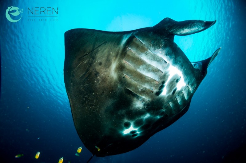 MANTA POINT/MAKASSAR REEF, KOMODO NATIONAL PARK