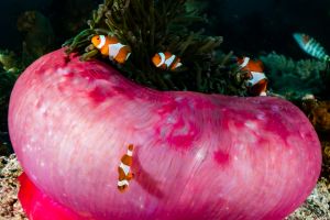 SEBAYUR KECIL, KOMODO NATIONAL PARK - East Nusa Tenggara Pelabuhan KP 3, Labuan Bajo, West Manggarai Regency, East Nusa Tenggara, Indonesia Indonesia foto 1