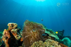 SEBAYUR KECIL, KOMODO NATIONAL PARK - East Nusa Tenggara Pelabuhan KP 3, Labuan Bajo, West Manggarai Regency, East Nusa Tenggara, Indonesia Indonesia foto 2