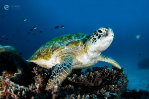SEBAYUR KECIL, KOMODO NATIONAL PARK - East Nusa Tenggara Pelabuhan KP 3, Labuan Bajo, West Manggarai Regency, East Nusa Tenggara, Indonesia Indonesia foto 3