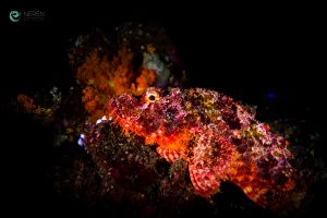 BATU BOLONG, KOMODO NATIONAL PARK - East Nusa Tenggara Labuan Bajo, Komodo, West Manggarai Regency, East Nusa Tenggara Indonesia foto 1