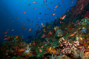 BATU BOLONG, KOMODO NATIONAL PARK - East Nusa Tenggara Labuan Bajo, Komodo, West Manggarai Regency, East Nusa Tenggara Indonesia foto 10
