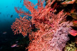 BATU BOLONG, KOMODO NATIONAL PARK - East Nusa Tenggara Labuan Bajo, Komodo, West Manggarai Regency, East Nusa Tenggara Indonesia foto 3