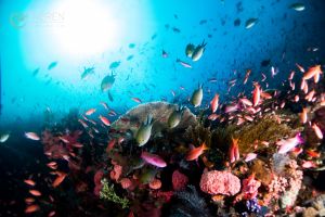 BATU BOLONG, KOMODO NATIONAL PARK - East Nusa Tenggara Labuan Bajo, Komodo, West Manggarai Regency, East Nusa Tenggara Indonesia foto 4