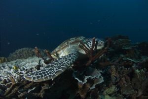 BATU BOLONG, KOMODO NATIONAL PARK - East Nusa Tenggara Labuan Bajo, Komodo, West Manggarai Regency, East Nusa Tenggara Indonesia foto 6