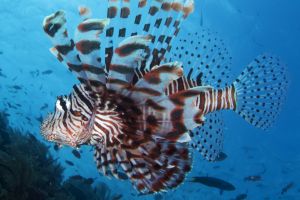 BATU BOLONG, KOMODO NATIONAL PARK - East Nusa Tenggara Labuan Bajo, Komodo, West Manggarai Regency, East Nusa Tenggara Indonesia foto 7