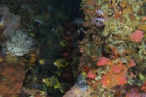 BATU BOLONG, KOMODO NATIONAL PARK - East Nusa Tenggara Labuan Bajo, Komodo, West Manggarai Regency, East Nusa Tenggara Indonesia foto 9