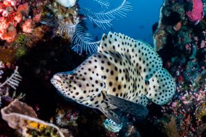 PENGAH KECIL, KOMODO NATIONAL PARK - West Nusa Tenggara Pelabuhan KP 3, Labuan Bajo, West Manggarai Regency, Nusa Tenggara Oriental Indonesia foto 1