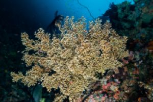 PENGAH KECIL, KOMODO NATIONAL PARK - West Nusa Tenggara Pelabuhan KP 3, Labuan Bajo, West Manggarai Regency, Nusa Tenggara Oriental Indonesia foto 2