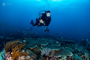 PENGAH KECIL, KOMODO NATIONAL PARK - West Nusa Tenggara Pelabuhan KP 3, Labuan Bajo, West Manggarai Regency, Nusa Tenggara Oriental Indonesia foto 3