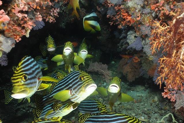 BATU BOLONG, KOMODO - East Nusa Tenggara Pelabuhan KP 3, Labuan Bajo, West Manggarai Regency, East Nusa Tenggara, Indonesia Indonesia