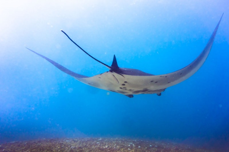 MAKASSAR REEF (MANTA POINT) - East Nusa Tenggara Labuan Bajo Indonesia