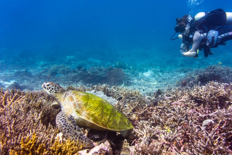 SIABA BESAR, KOMODO NATIONAL PARK - East Nusa Tenggara Labuan Bajo Indonesia